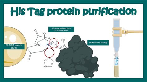protein purification his tag purification